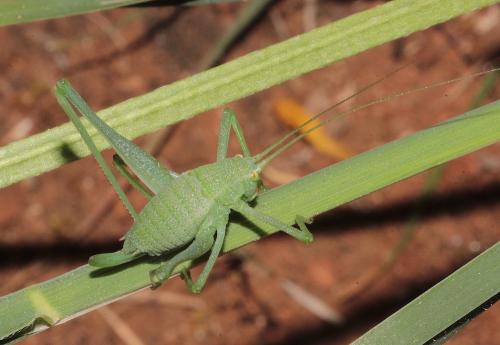 Odontura glabricauda
